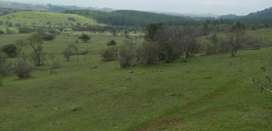 Vendo Campo en San Rafael,  V 1562-P-480-GR-06.24